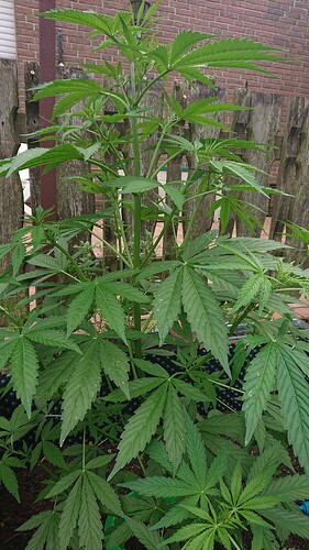 Growreport Bild 13