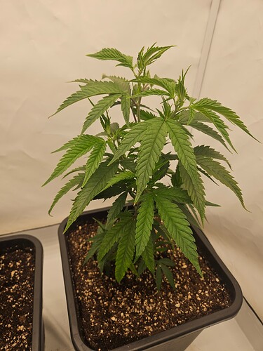 Growreport Bild 19
