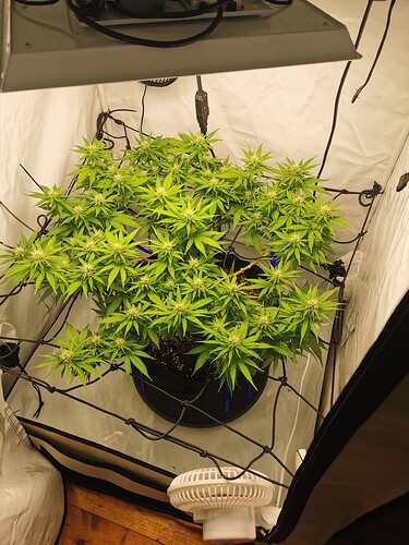 Growreport Bild 1