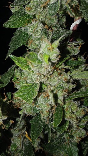 Growreport Bild 4
