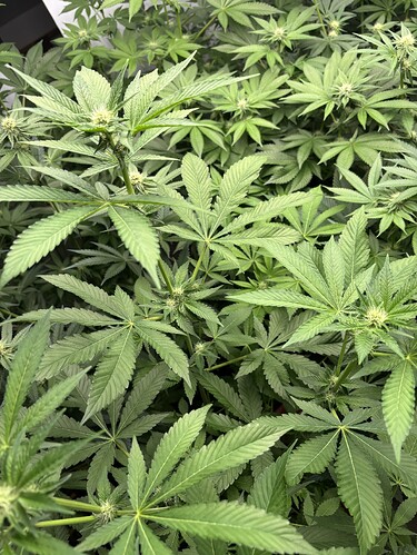 Growreport Bild 8