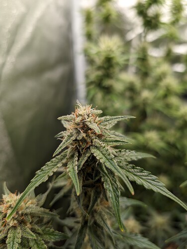 Growreport Bild 4