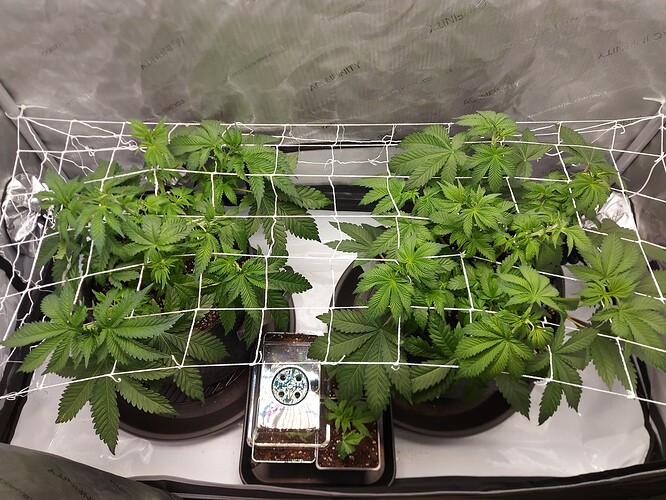 Growreport Bild 7