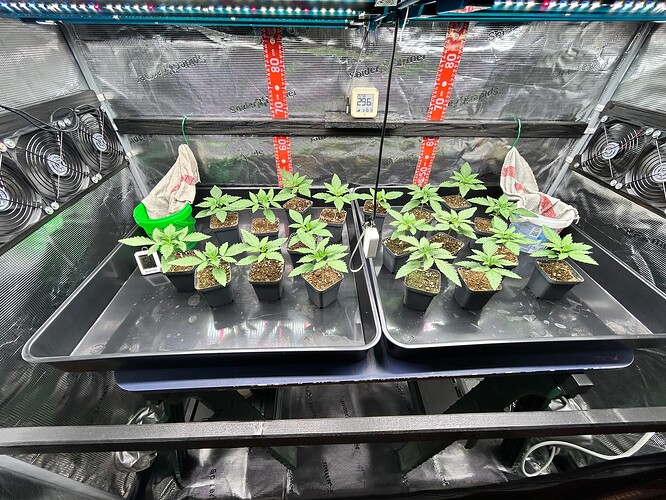 Growreport Bild 2