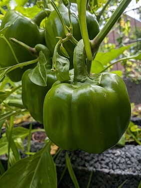 Growreport Bild 18