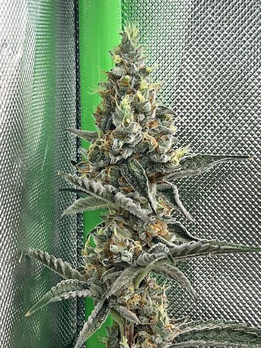 WhatsApp Image 2025-11-03 at 00.14.03