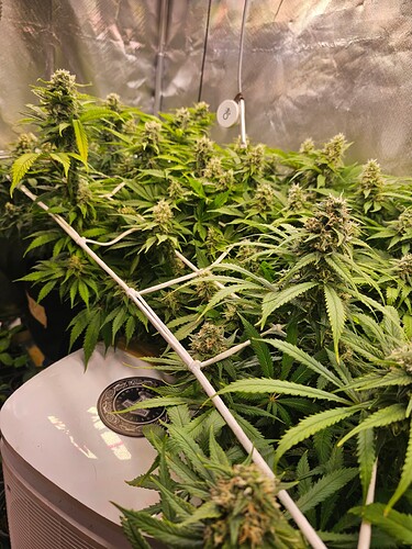 Growreport Bild 5