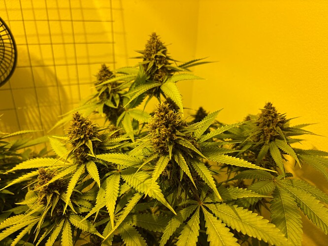 Growreport Bild 2