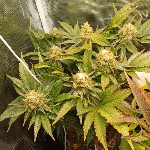 Growreport Bild 3