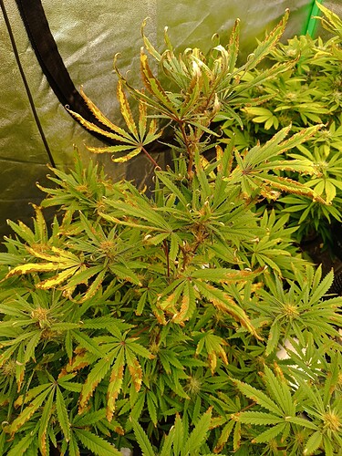 Growreport Bild 5