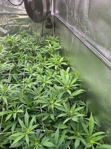Growreport Bild 51