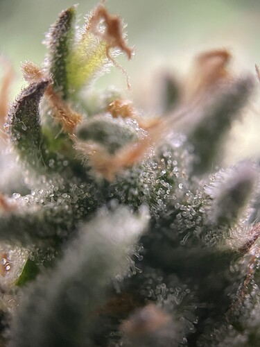 Growreport Bild 27