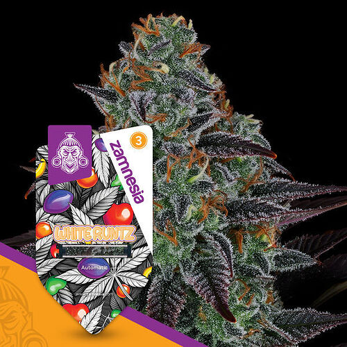 zamnesia-seeds-white-runtz-automatic