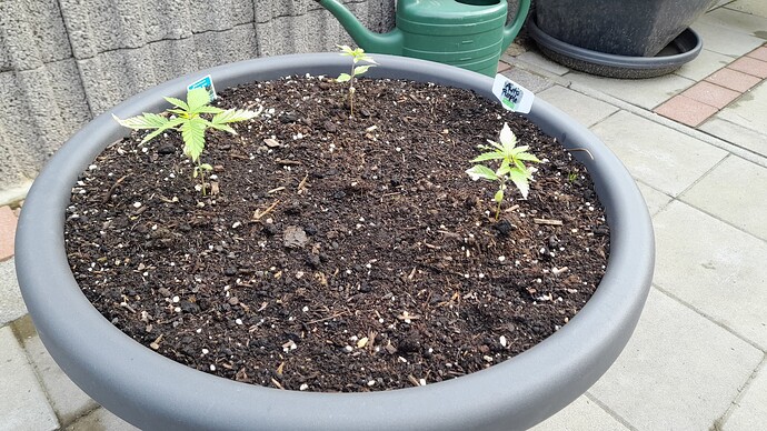 Growreport Bild 4