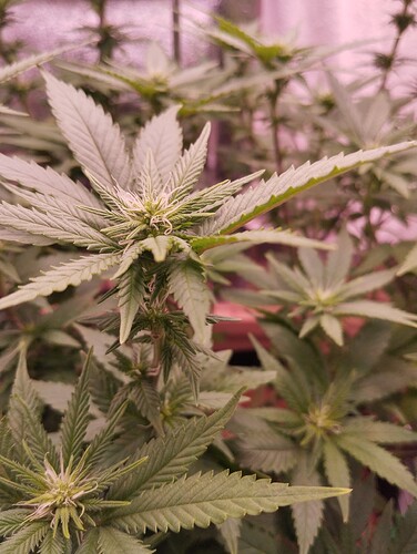 Growreport Bild 9