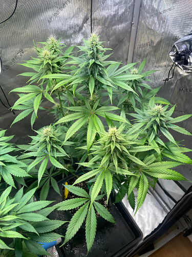Growreport Bild 10