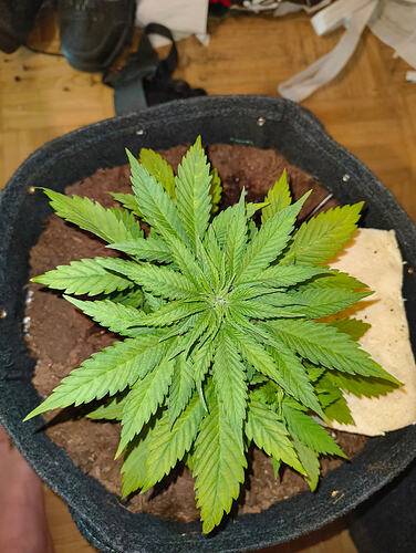 IMG_20260305_000132803