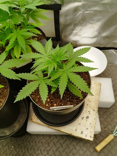 Eine junge Cannabispflanze im Topf, die sich in der Wachstumsphase befindet.
