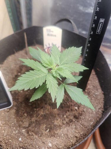 zkittlezOben