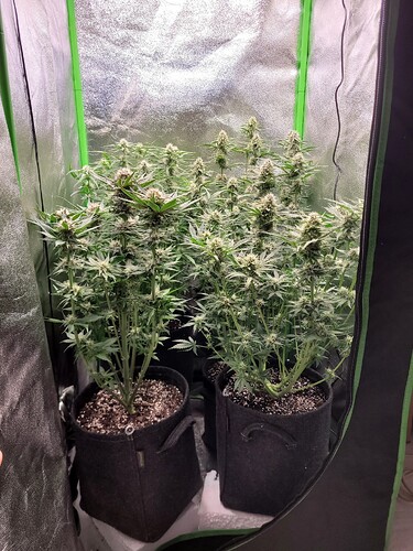 Growreport Bild 9
