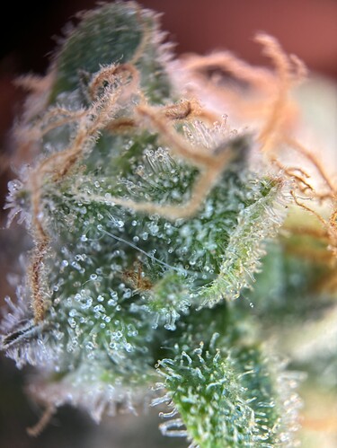 Growreport Bild 21