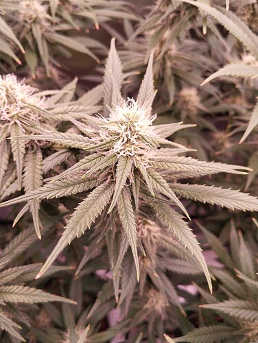 Growreport Bild 7