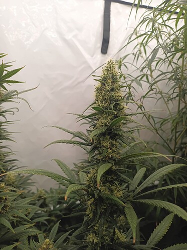 Growreport Bild 8