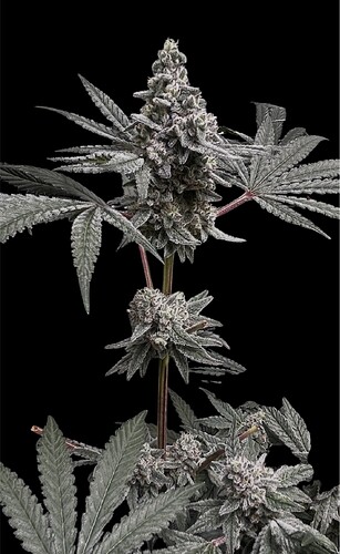 Growreport Bild 48
