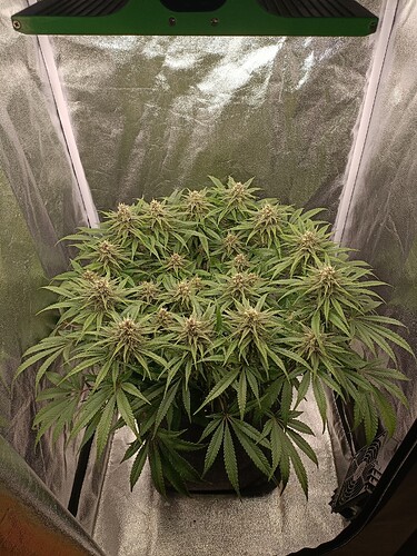 Growreport Bild 1