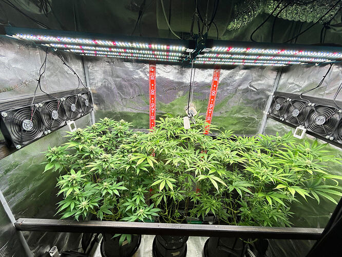 Drei Cannabis-Pflanzen in einem Growzelt unter LED-Beleuchtung.