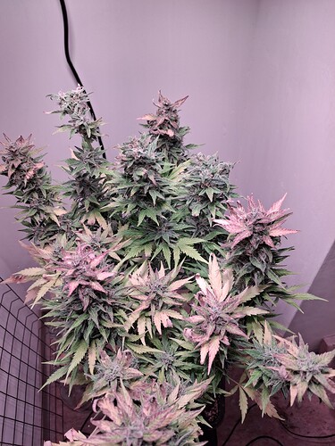 Growreport Bild 24
