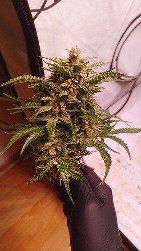 Growreport Bild 16