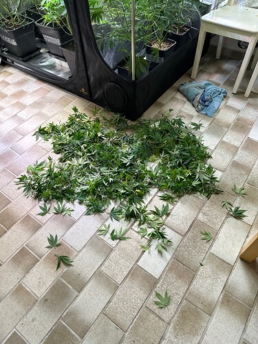Growreport Bild 52