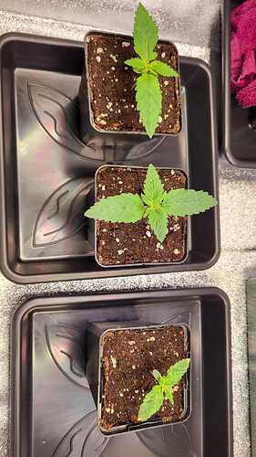Growreport Bild 47