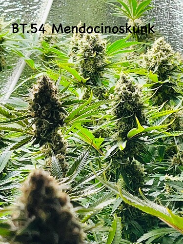 Growreport Bild 1