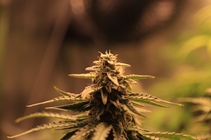 Growreport Bild 4