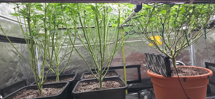 Growreport Bild 37