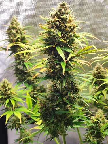 Growreport Bild 5
