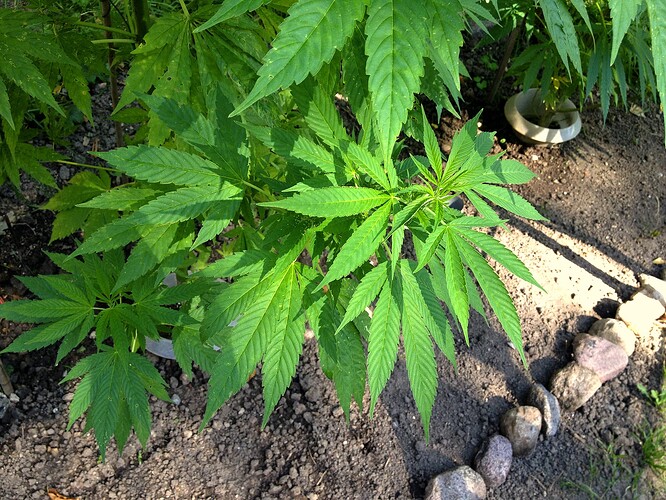 Growreport Bild 55