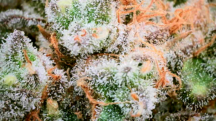 Nahaufnahme eines Cannabis-Buds mit starkem Harzbesatz und Trichomen.