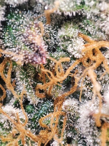 Growreport Bild 87