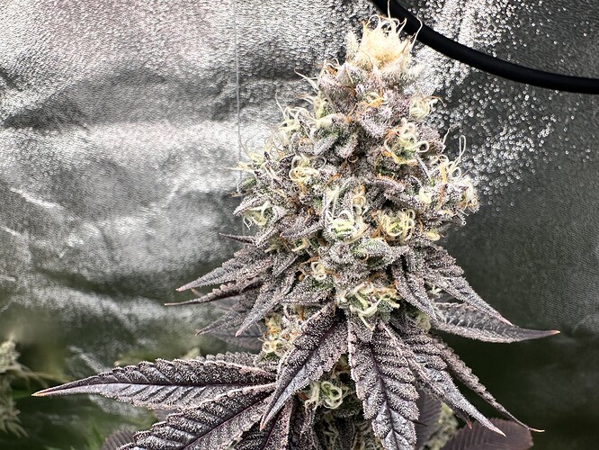Growreport Bild 19
