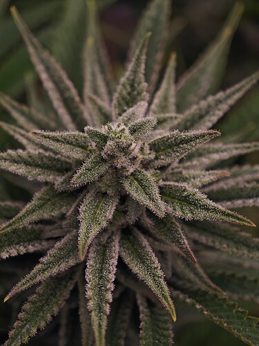 Growreport Bild 19