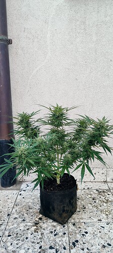 Growreport Bild 2