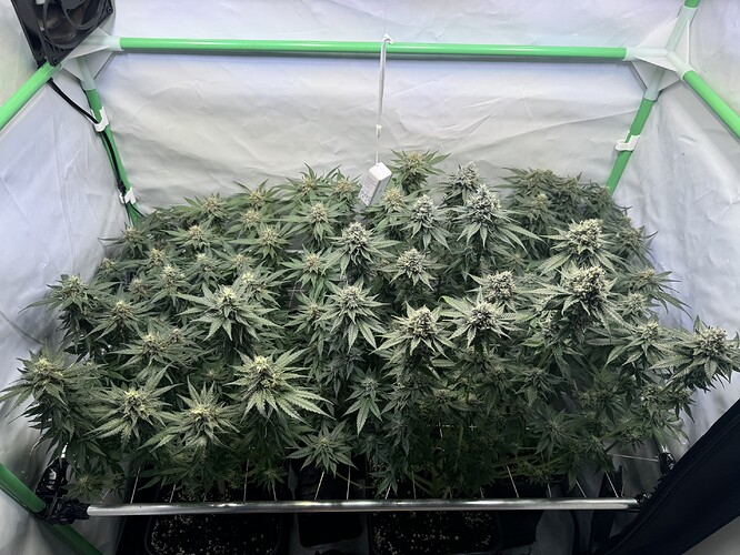 Growreport Bild 30