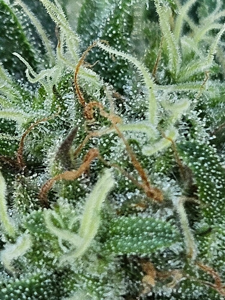 Später Hidden Outdoor Testgrow (only 1 Sticky Orange XXL Automatic)