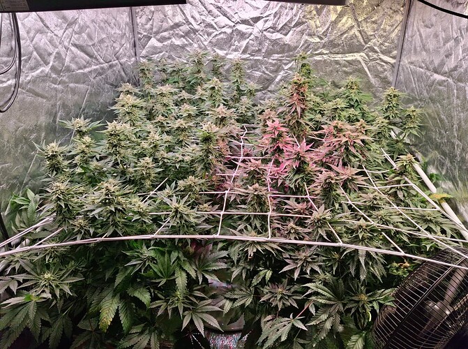 Growreport Bild 1