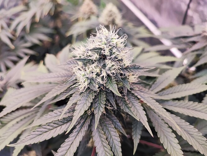 Growreport Bild 19