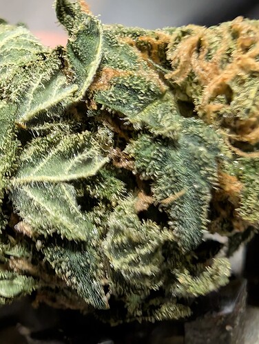 Growreport Bild 20