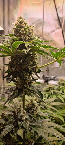 Growreport Bild 33